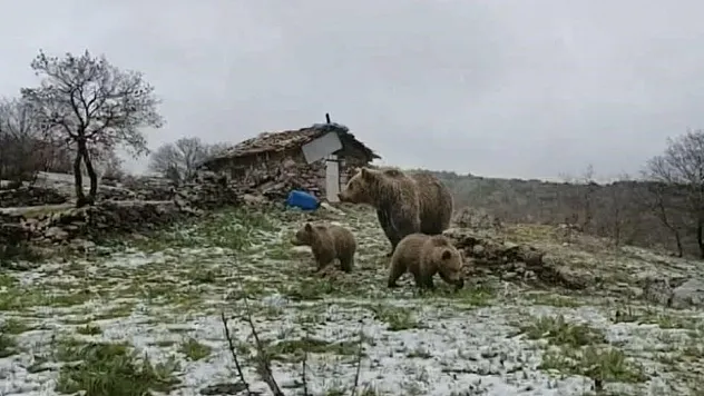 Ayılar kış uykusundan uyanıp yaylaya indi