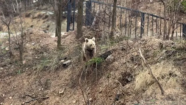 Ayılar köyleri mesken edindi