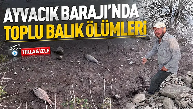 Ayvacık Barajı'nda balıklar ölüyor