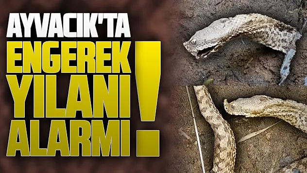 Ayvacık'ta engerek yılanı alarmı: Çiftçilere 'dikkatli olun' uyarısı