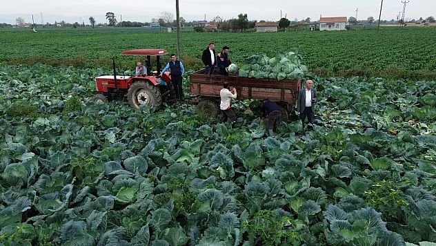 Bafra'da beyaz lahana hasadı başladı
