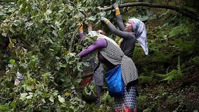 Bafra'da fındık toplama günlük işçilik ücreti 2 bin lira olarak belirlendi