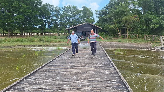 Bafra'da ki Çernek Gölü'ne yavru sazan balıkları salındı