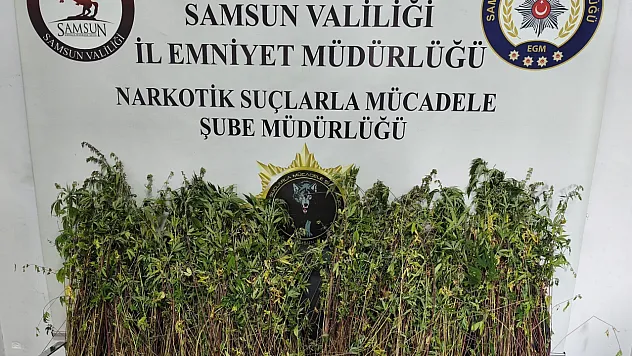 Bafra'da uyuşturucu operasyonu: Bin 655 kök kenevir yakalandı