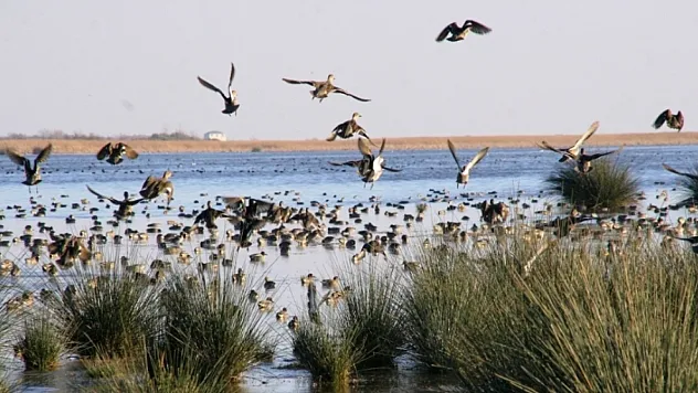 Bafra'daki Kuş Cenneti Dünyaya Açılıyor