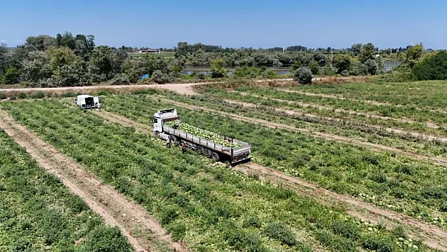 Bafra Ovası'nda Kavun ve Karpuz Hasadı Başladı