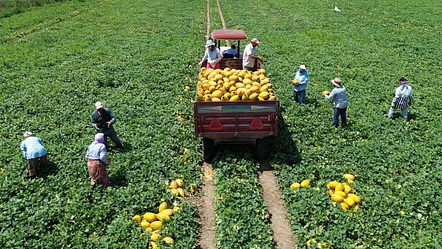 Bafra Ovası'nda kavundan beklenti yüksek