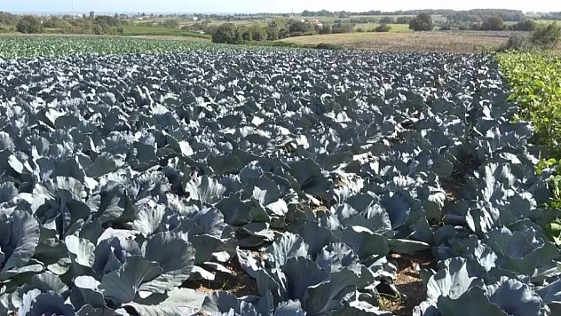 Bafra Ovası'nda kışlık sebze ekimi başladı