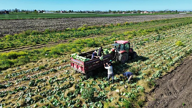 Bafra Ovası'nda kışlık sebze hasadı sona yaklaştı