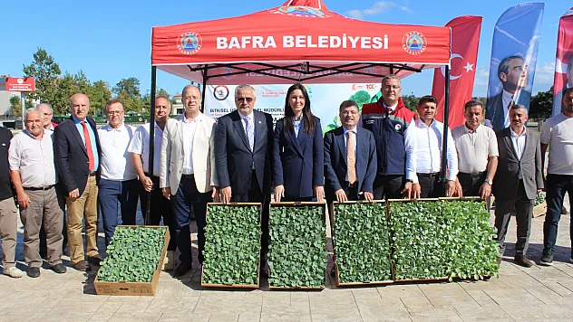 Bafra Ovası'nda kışlık sebze mesaisi üreticilere 266 bin hibeli fide dağıtıldı