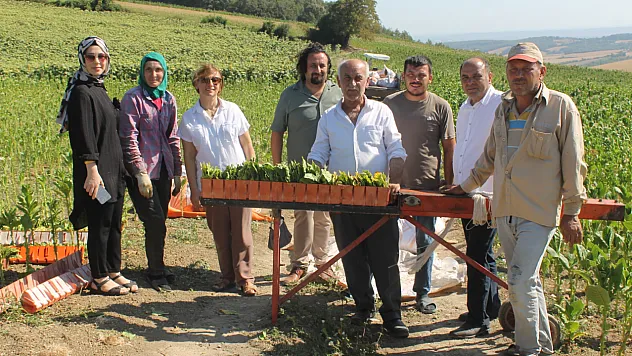 Bafra Ovası'nda Zorlu Tütün Hasadı: Üreticiler Destek Bekliyor