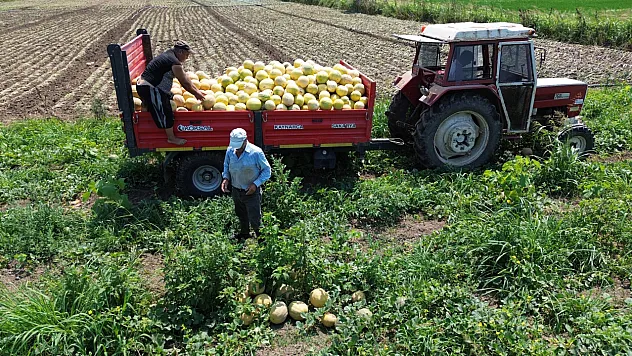 Bafra Ovası'ndan Türkiye'ye Tatlı Lezzet: Süheyla Kavunu