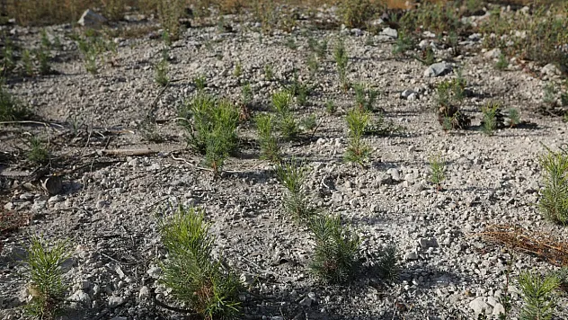 Manisa'da yangının izleri siliniyor: İlk fidanlar 11 Kasım'da toprakla buluşacak