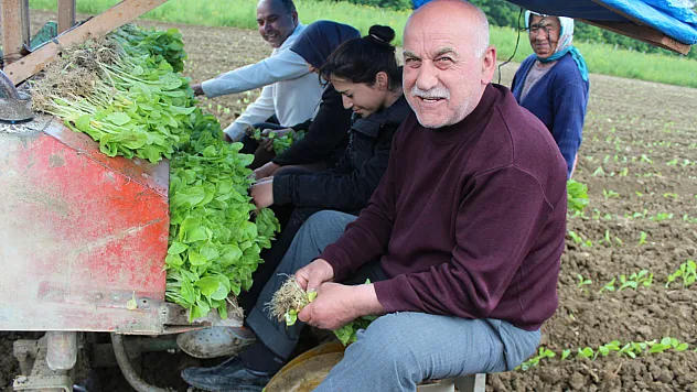 Bafra tütününde yeni sezon fiyatı belli oldu!