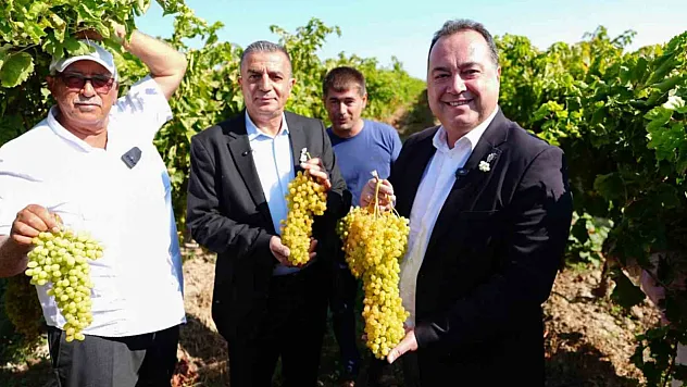 Bağbozumu heyecanı başladı
