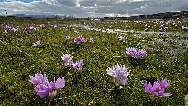 Baharın müjdecisi çiğdemler açtı