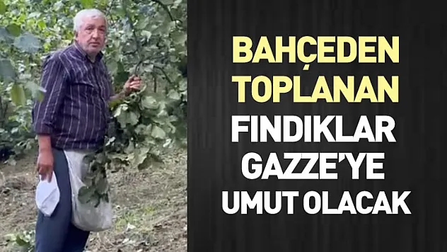 Bahçeden Toplanan Fındıklar Gazze'ye Umut Olacak
