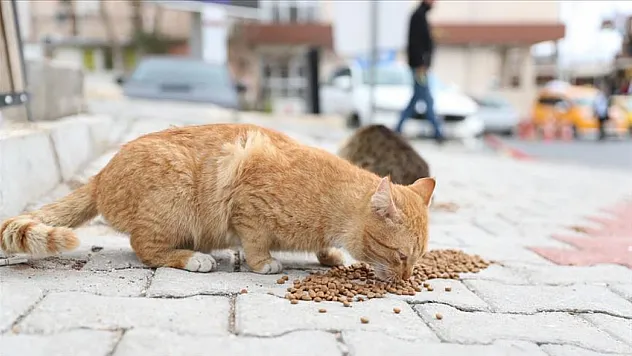 Bakan Çiftçi Açıkladı: Sokak Hayvanlarının Yüzde 75'i Toplandı! Türkiye Genelinde Son Durum