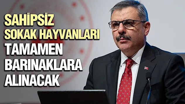 Bakanlık kararlı: Ekim ayında sokaklarda sahipsiz hayvan kalmayacak