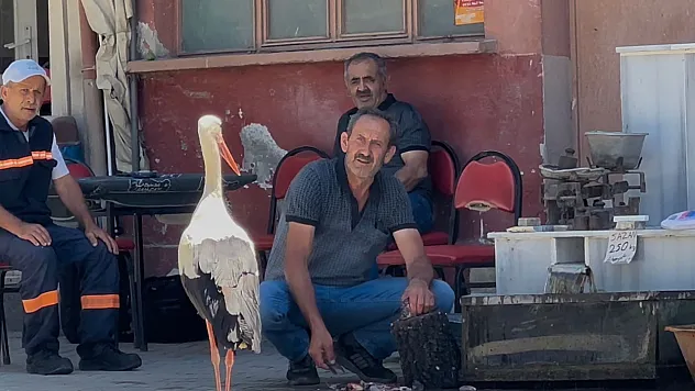 Balıkçı Ahmet ile leyleğin 10 yıllık vefası