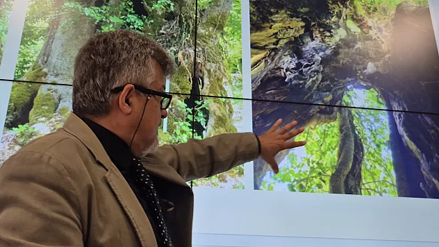 Bartın'da bulunan ağaç 640 yaşında çıktı