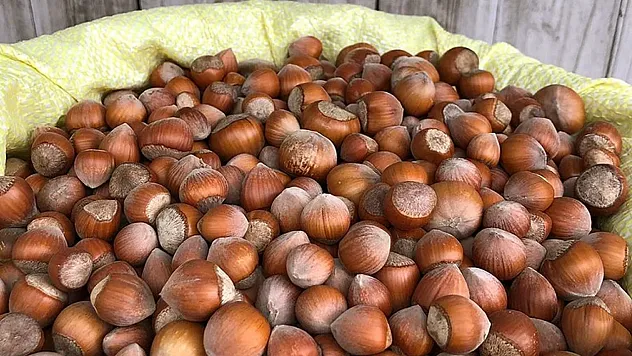 Bartın'da Fındık Fiyatları 15 Kasım 2025'te ne kadar Kilogram Rakamları