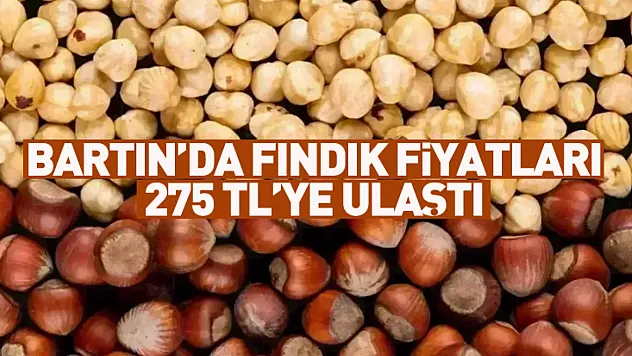 Bartın'da Fındık Fiyatları 275 TL'ye Ulaştı