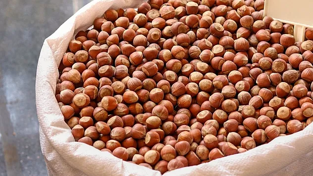 Bartın fındık fiyatları – Piyasalardaki durgunluğun sebebi ne?