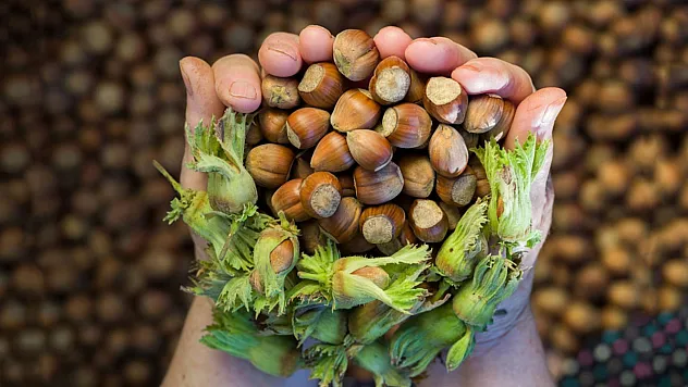 Bartın Fındık Fiyatları Sahil Üretimiyle Dikkat Çekiyor