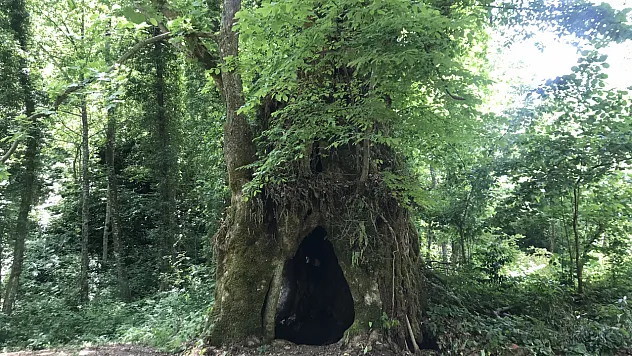 Bartın ormanlarında 500 yılı aşkın yaşı olduğu tahmin edilen çınar ağacı bulundu