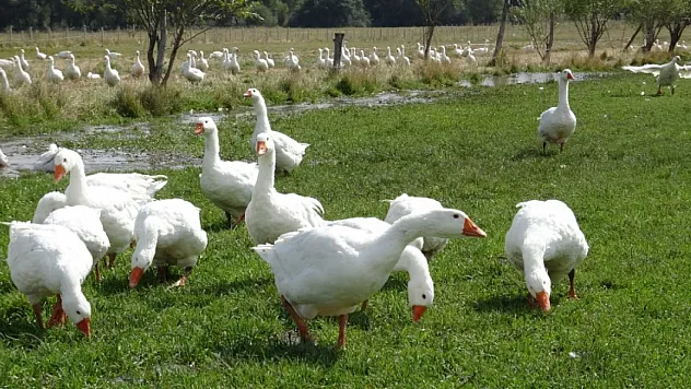 Başkanlığı bıraktı, kaz yetiştirmeye başladı