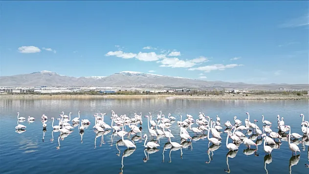 Besiciler hayvanlarını otlatıyor