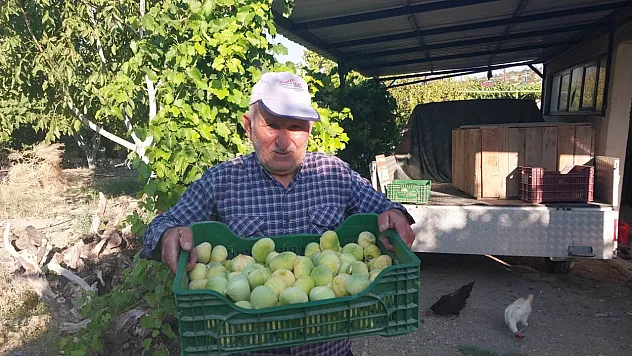 Beyaz incir mesaisi başladı