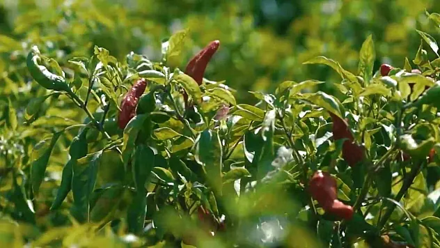 Biber mesaisi başladı