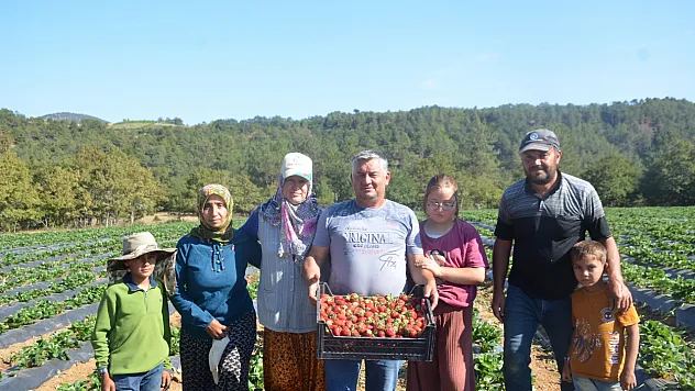 Bilecik'te Çiftçiler Çilekle Kazançlarını 30 Kat Arttırdı