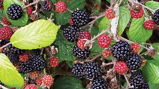 Böğürtlen hasadı başladı