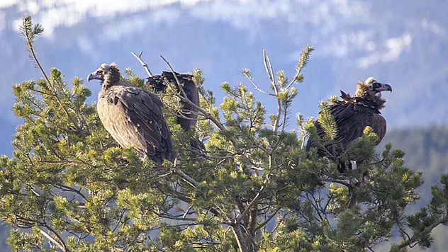 Bolu'da akbabaların izi sürülüyor