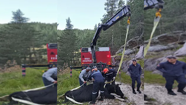 Bolu'da bir inek uçurumda mahsur kaldı