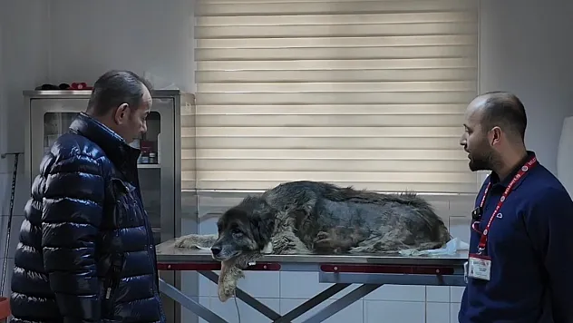 Bolu'da ezilen köpeğin röntgeninden 400 saçma çıktı