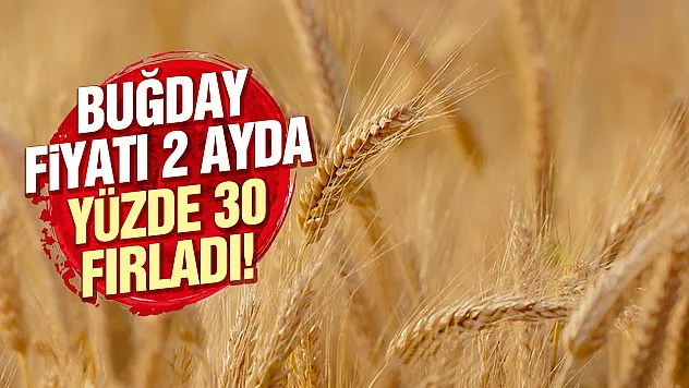 Buğday fiyatlarında savaş etkisi 2 ayda yüzde 30 yükseldi