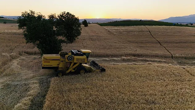 Buğday hasadı başladı