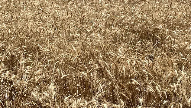 Buğdayın tonu 2 bin 760 lira arttı