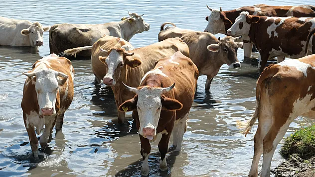 Büyükbaş hayvanlar gölette serinledi