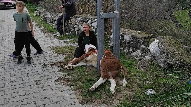 Buzağı aydınlatma direğine sıkıştı itfaiye kurtardı