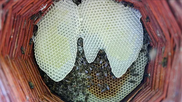 Çamurdan Kovana, Bin Bir Çiçekten Sofraya