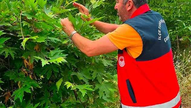 Çarşamba'da 9 mahallede Samuray arıcığı salındı