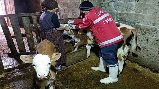 Çarşamba'da aşılama çalışmaları sürüyor