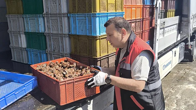 Çarşamba'da canlı kara salyangozu nakillerine sıkı denetim