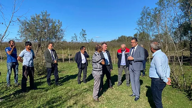 Çarşamba'da fındık bahçeleri incelendi