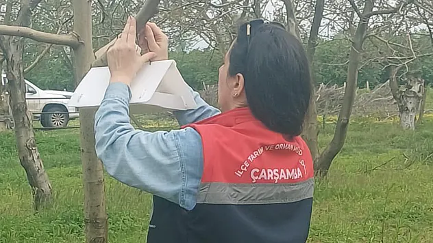 Çarşamba'da fındık bahçelerinde teknik inceleme